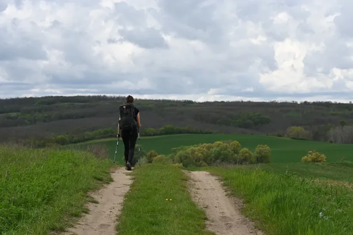 Mór, nyúl, dimb-domb – Fotó: Tenczer Gábor / Telex
