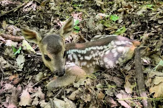 Bambi a horogban: mit tegyünk, ha egy ijedt, magányos őzgidába ütközünk az erdőben?