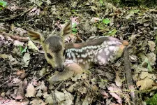 Bambi a horogban: mit tegyünk, ha egy ijedt, magányos őzgidába ütközünk az erdőben?