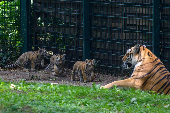 Csak pár napja születtek, mégis el kellett altatni három kistigrist a lipcsei állatkertben