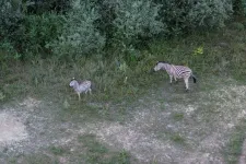 A zebrák hagyományos haszonállatok Magyarországon? – a lengyel külügyminiszter is felfigyelt a Hatvanpuszta melletti zebrákra