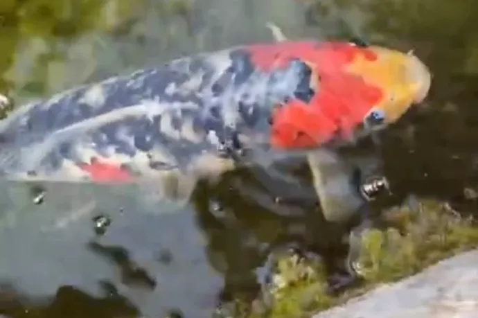 Kurt, a koi ponty tíz évig békésen úszkált a szökőkútban, aztán jött az az éjszaka