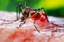 Mindent elmondunk, amit a szúnyogcsípésekről valaha tudni akart