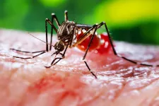 Mindent elmondunk, amit a szúnyogcsípésekről valaha tudni akart