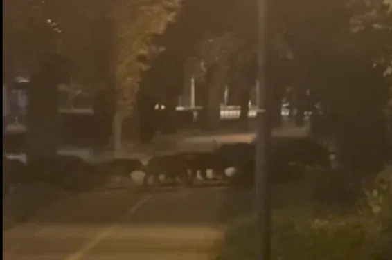 Egy csoport vaddisznó lófrált este a Városmajorban