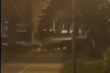 Egy csoport vaddisznó lófrált este a Városmajorban