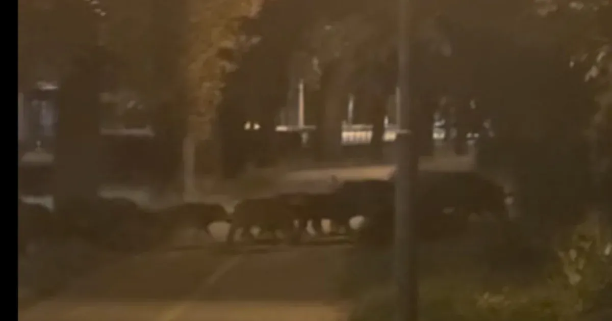 Egy csoport vaddisznó lófrált este a Városmajorban