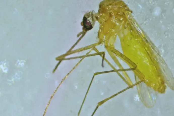 Arte: Egyetlen éjszaka alatt 7-8 ezer szúnyogot is begyűjtenek, hogy versenyt fussanak az idővel