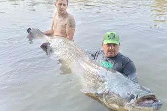240 centis harcsagodzillát fogtak ki a Tiszából
