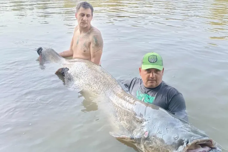 240 centis harcsagodzillát fogtak ki a Tiszából