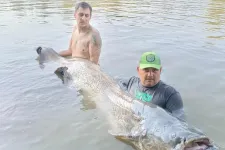 240 centis harcsagodzillát fogtak ki a Tiszából