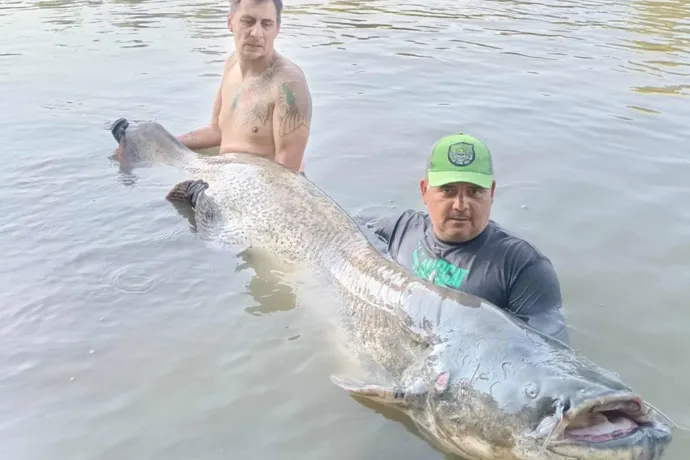 240 centis harcsagodzillát fogtak ki a Tiszából