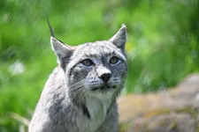 Riasztották egy Suceava megyei város lakosságát, miután valaki elvesztett egy hiúzt