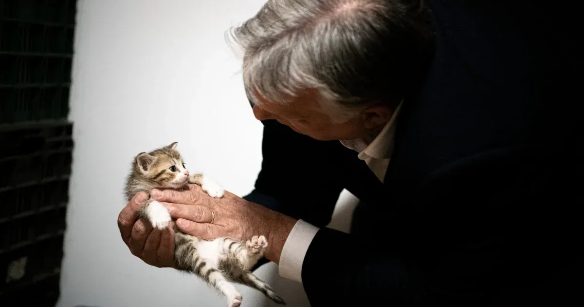 Macskaasztallal és oroszlánbajusszal tüzeli a DPK-tagokat hírlevelében Orbán Viktor