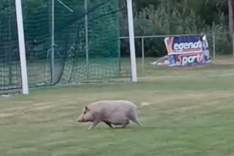 Egy beszaladó disznó miatt szakadt félbe a veszprémi megye III. egyik meccse