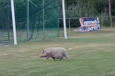 Egy beszaladó disznó miatt szakadt félbe a veszprémi megye III. egyik meccse