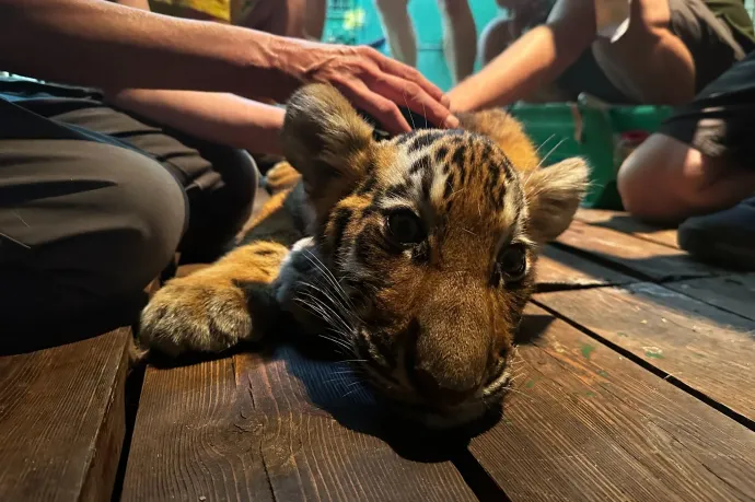 Meghalt Szása, a fővárosi állatkert négy hónapos tigriskölyke