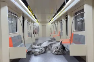 Miniatűr macskametrót épített az állatainak egy kínai youtuber