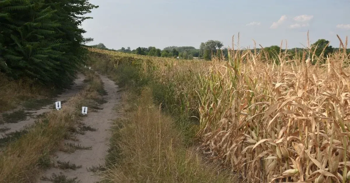 Meggyilkoltak egy kéthetes csecsemőt Tolna vármegyében