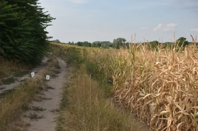 Meggyilkoltak egy kéthetes csecsemőt Tolna vármegyében