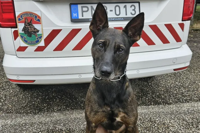 Gizmó elől nem volt menekvés, az abádszalóki tolvaj nyomára vezethette a rendőröket