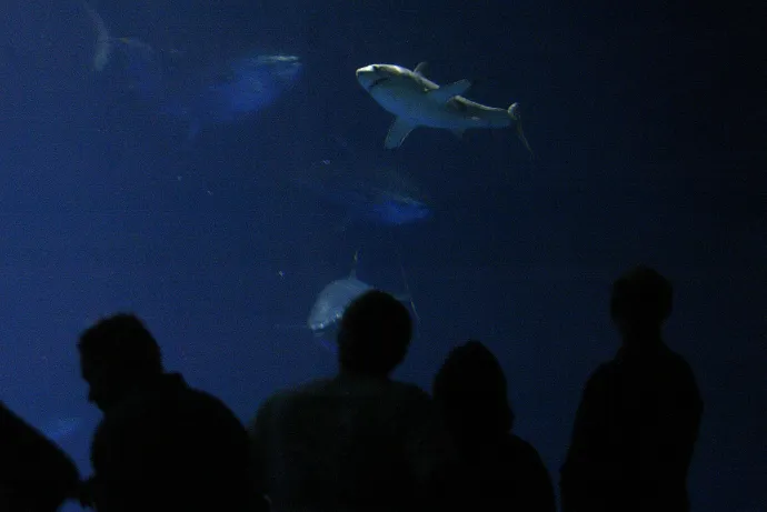 Egy egyéves nagy fehér cápát a Monterey Bay Aquariumban helyeztek el, miután beleakadt egy halászhálóba. A felvétel 2004. szeptember 15-én készült – Fotó: Liz Hafalia / The San Francisco Chronicle / Getty Images