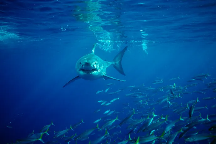 Miért nincs a világ egyetlen akváriumában sem fehér cápa?