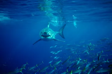 Miért nincs a világ egyetlen akváriumában sem fehér cápa?