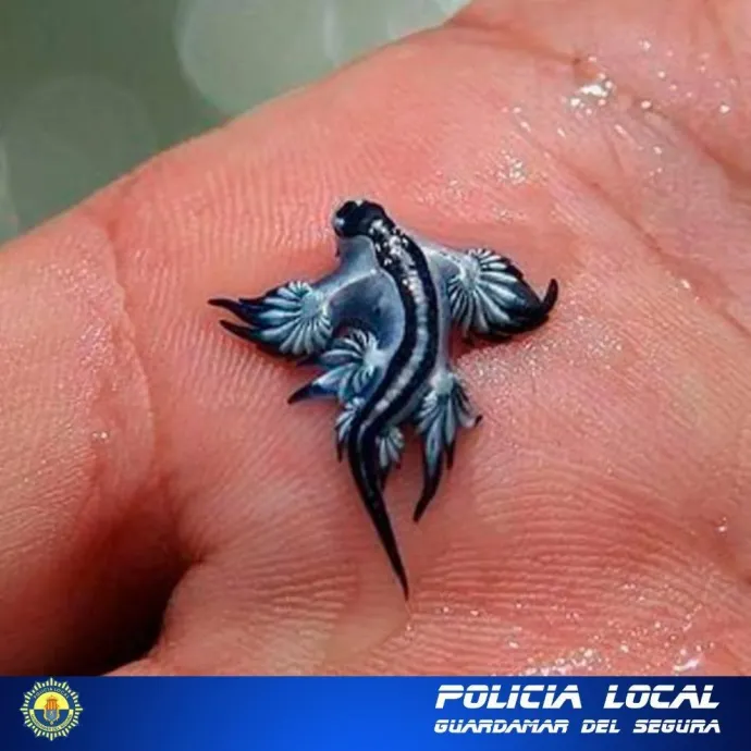 A megtalált tengeri fecske és a rendőrség fürdési tilalomról szóló plakátja – Fotó: Policía Local Guardamar / Facebook