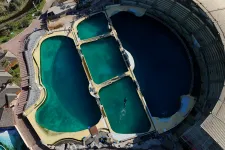 Szexuálisan stimulálják gondozói egy francia állatkert kardszárnyú delfinjét, hogy az ne párosodjon az anyjával