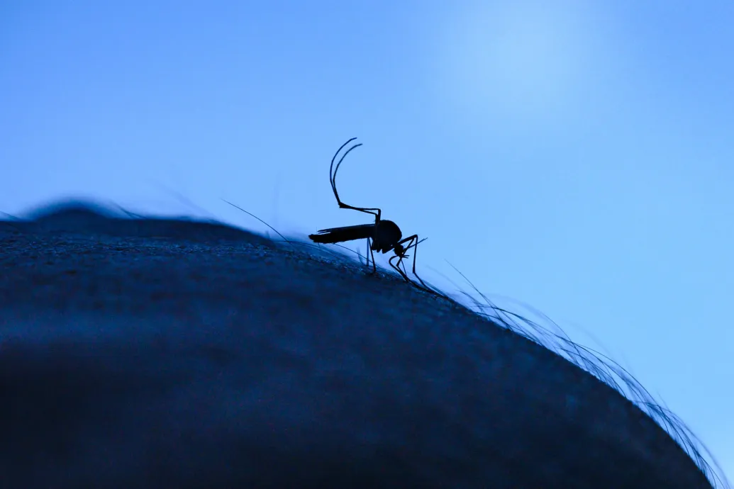 Időseknél halált is okozott, felfüggesztettek egy chikungunyaláz-vakcinát az Egyesült Államokban