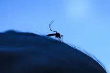 Időseknél halált is okozott, felfüggesztettek egy chikungunyaláz-vakcinát az Egyesült Államokban