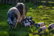 Egy agyhalott emberbe ültettek át egy disznótüdőt, ami még kilenc napig működött