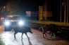 Vaddisznók a város közepén: felmásztunk előlük egy betonkerítésre, és vártunk