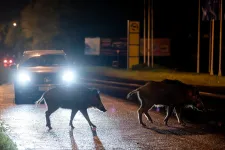 Vaddisznók a város közepén: felmásztunk előlük egy betonkerítésre, és vártunk