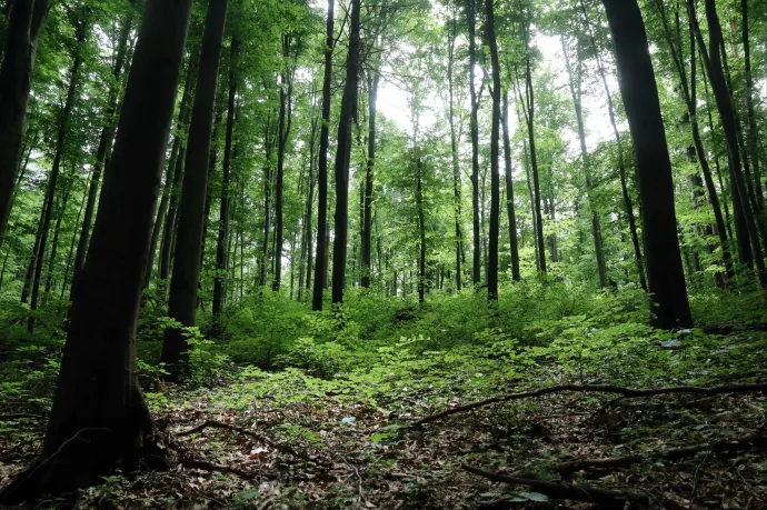 Lassan eltűnhet a bükk, a tölgy, és az erdők helyét sztyeppek vehetik át