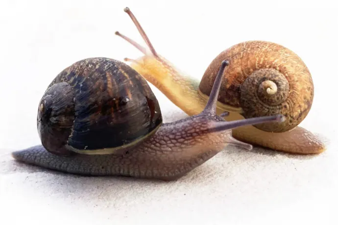 Párt keres Ned, a balra csavarodó csiga, és most minden új-zélandi segíthet neki