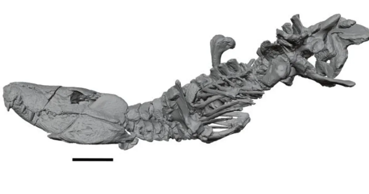 Ősi krokodilrokon: a Kostensuchus atrox, a dinoszauruszok régi félelme Ősi krokodilrokon: a Kostensuchus atrox, a dinoszauruszok régi félelme