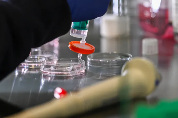 Szabadon lefagyasztathatják a petesejtjeiket a magyar nők, de ettől még nem biztos, hogy szülnek is gyereket