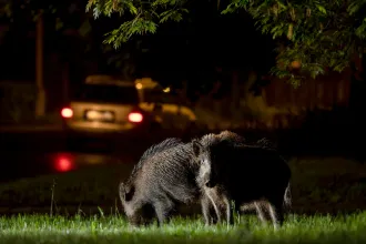 A városi vaddisznók már genetikailag is különböznek az erdőben élőktől