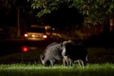 A városi vaddisznók már genetikailag is különböznek az erdőben élőktől