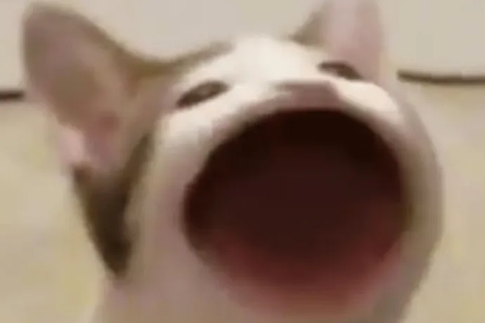 Túl hangosan nyávogott a macskája, megbírságolta a kalauz a francia nőt