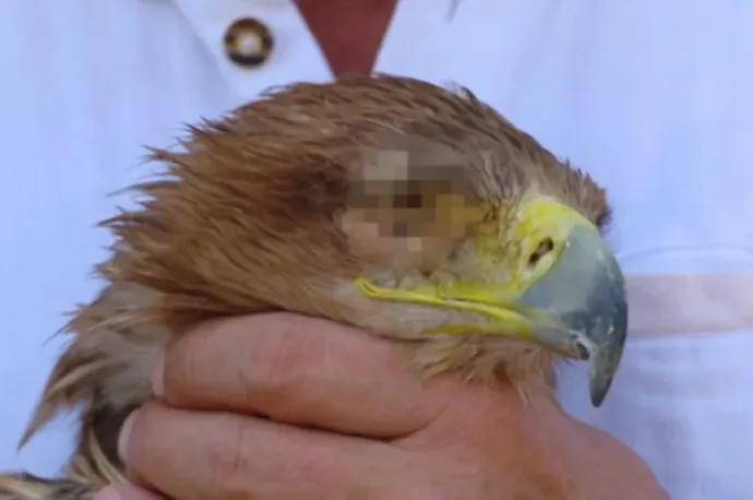 Negyvendioptriás lencsét ültettek be magyar orvosok egy szürkehályogos parlagi sasnak