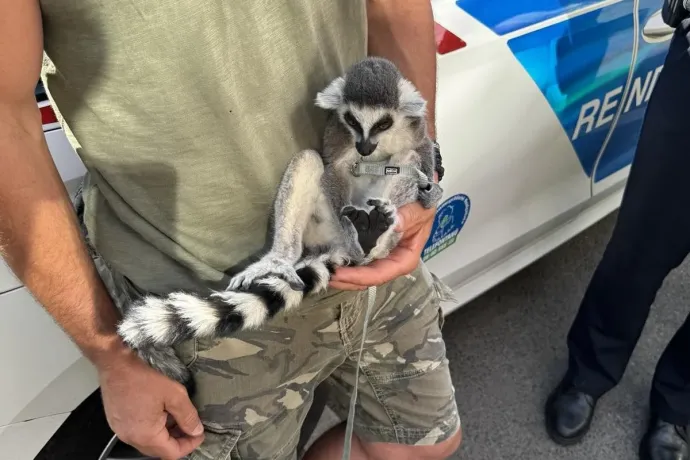 Szabálytalan autóst ellenőriztek, amikor az anyósülés alól kikandikált egy gyűrűsfarkú maki