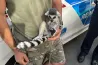 Szabálytalan autóst ellenőriztek, amikor az anyósülés alól kikandikált egy gyűrűsfarkú maki
