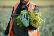 Félmillió román állampolgár készülhet elhagyni az országot a következő egy évben a jobb élet reményében