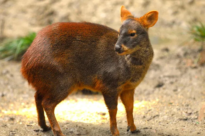 Kihalás szélére kerülhetnek a törpeszarvasok Chilében