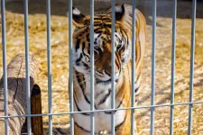 Bengáli tigrist és berber makákót mutogattak pénzért a Bihar megyei illegális állatkertekben, bezárták őket