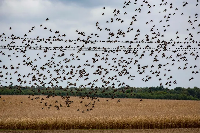 Hangágyúkkal kergetik el a borászok a seregélyeket Balatonlellén, sok helyi szerint élhetetlenné válik a város