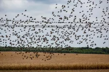 Hangágyúkkal kergetik el a borászok a seregélyeket Balatonlellén, sok helyi szerint élhetetlenné válik a város